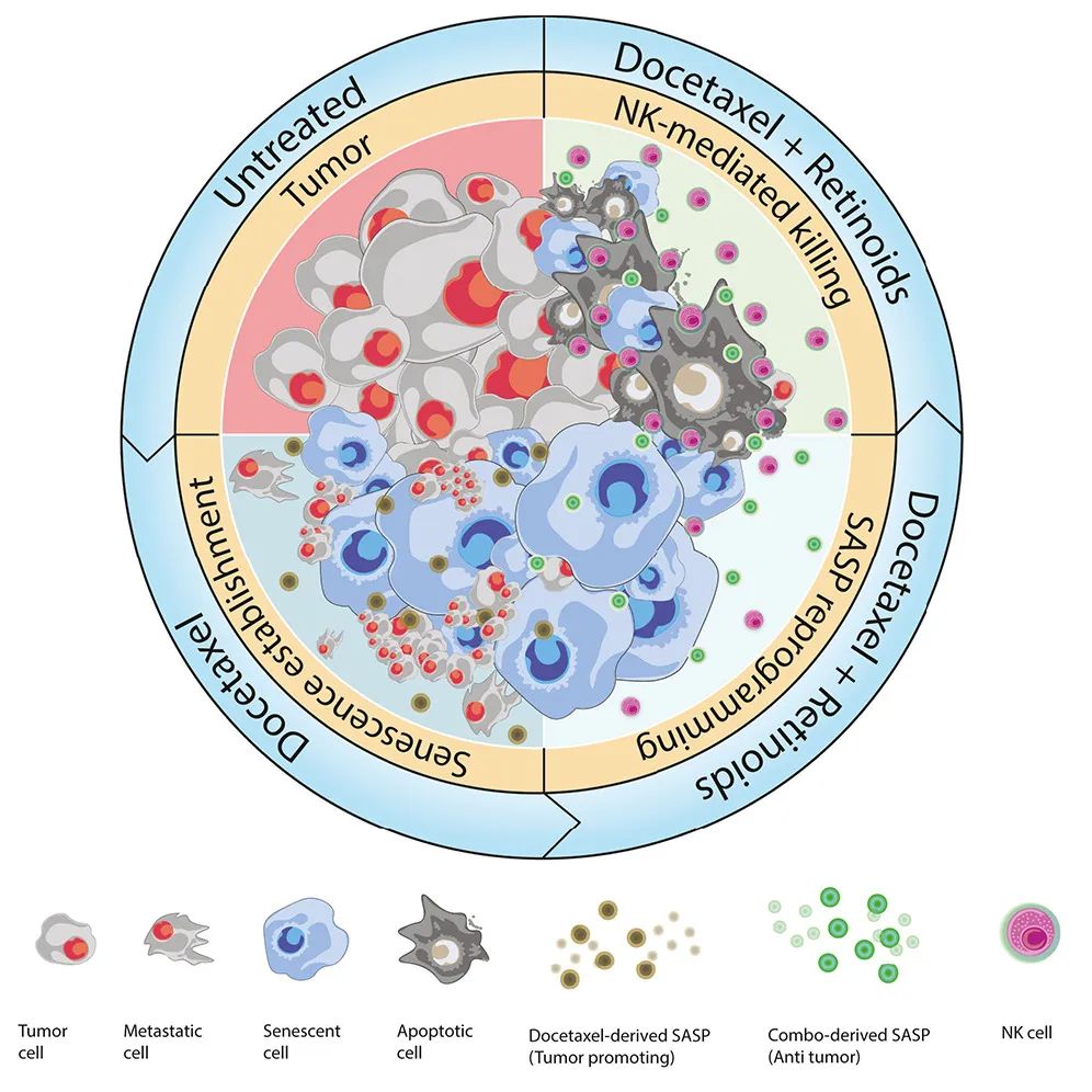 Cancer Cell：激活維A酸受體，可重編程衰老反應，增強NK細胞抗腫瘤活性